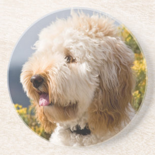 Porta-copos De Arenito EUA, Califórnia. Retrato de Labradoodle 3