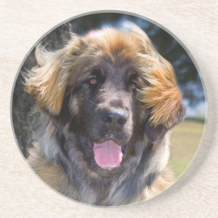 Porta-copos De Arenito EUA, Califórnia. Retrato de Leonberger sentado