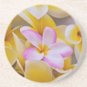 Porta-copos De Arenito EUA, Havaí, Oahu, Flores de Plumeria em flor 1