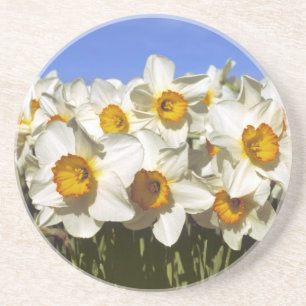 Porta-copos De Arenito EUA, Oregon, Vale Willamette. Os narcisos crescem