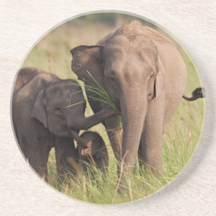 Porta-copos De Arenito Família de Elefantes Asiáticos Indianos na Savana