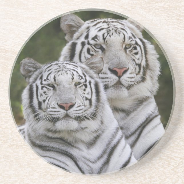 Porta-copos De Arenito Fase branca, Tigre de Bengala, Tigre (Frente)
