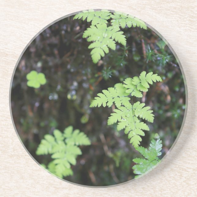 Porta-copos De Arenito Ferns - (Frente)