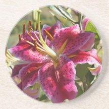 Flor de Lírio Rosa Festa de Conchas Florais Lírios