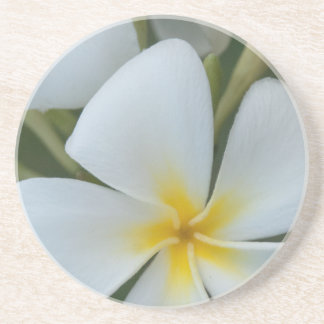 Porta-copos De Arenito Flor De Plumeria Tropical Branca De Fiji