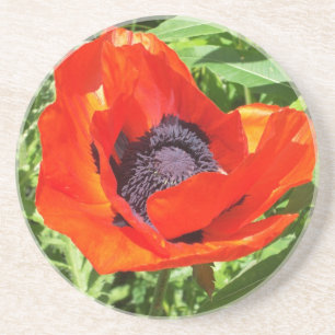 Porta-copos De Arenito Flor vermelha na flor completa