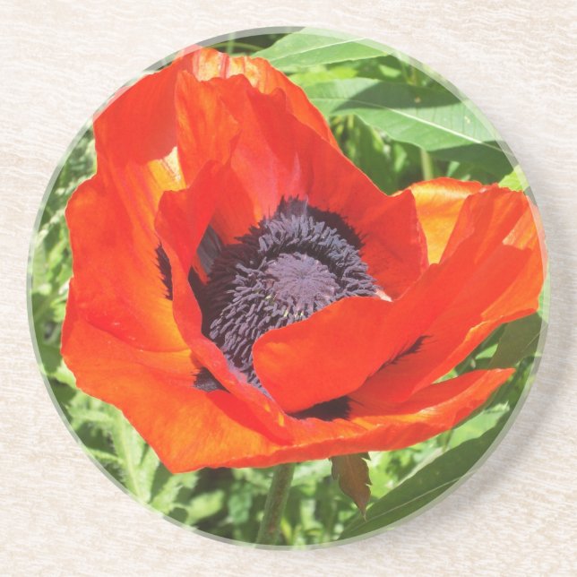 Porta-copos De Arenito Flor vermelha na flor completa (Frente)