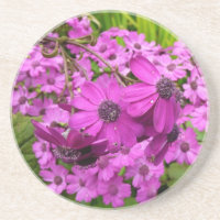 Flores Roxas de São Francisco