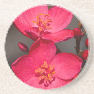 Porta-copos De Arenito Flores Tropicais de Fiji Vermelhas e Rosa