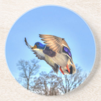 Porta-copos De Arenito Flying Mallard Duck Drake Wildlife Foto