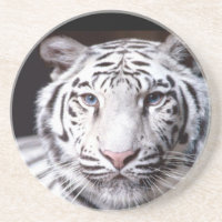 Fotografia branca do tigre de Bengal