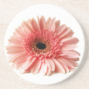 Porta-copos De Arenito Fotografia de Gerbera Daisy Rosa Fresca