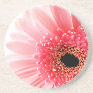 Porta-copos De Arenito Fotografia de Gerbera Daisy Rosa Fresca