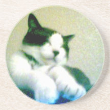 gatinho descontraído bonito