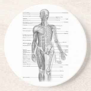 Porta-copos De Arenito Gráfico de Anatomia Humana