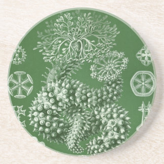 Porta-copos De Arenito Haeckel Antigo