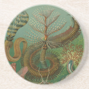 Porta-copos De Arenito Haeckel Centipedes