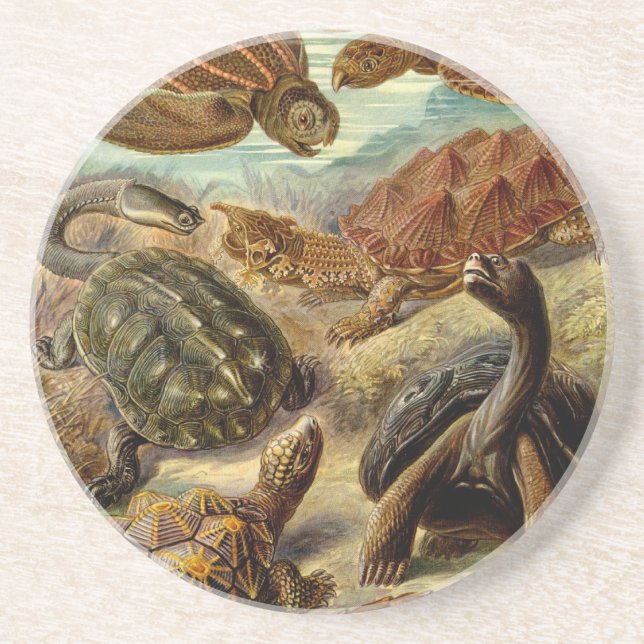 Porta-copos De Arenito Haeckel Turtles (Frente)