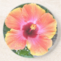 Hibiscus cósmico do dançarino