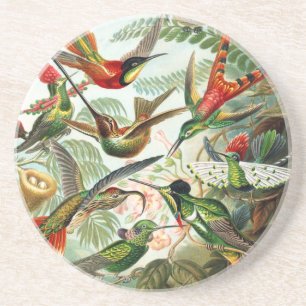 Porta-copos De Arenito Hummingbird por Ernst Haeckel