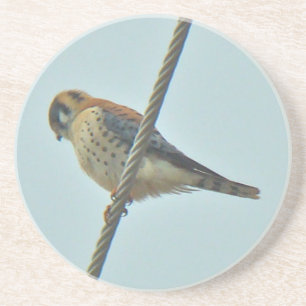 Porta-copos De Arenito Itens do American Kestrel (Falco sparverius)