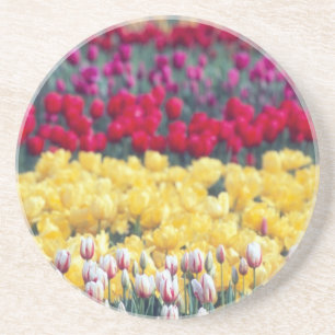 Porta-copos De Arenito jardim de exposição de tulipas no vale de Skagit,