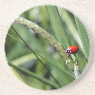 Porta-copos De Arenito Joaninha (Coccinellidae)