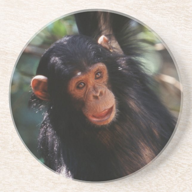 Porta-copos De Arenito Jovem Chimpanzé (Frente)