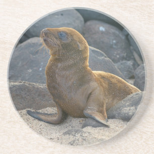 Porta-copos De Arenito Leão-marinho-das-galápagos