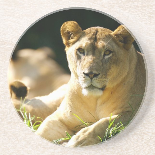 Porta-copos De Arenito Leões (Frente)