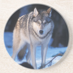Porta-copos De Arenito lobo cinzento, Canis lupus, nos contrafortes