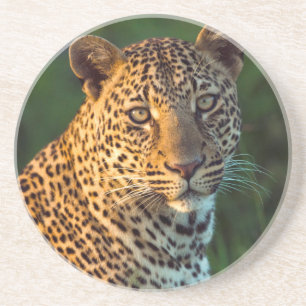 Porta-copos De Arenito Macho de leopardo (Panthera Pardus) filhote cresci