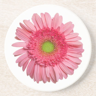 Porta-copos De Arenito Margarida cor-de-rosa do Gerbera