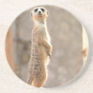 Porta-copos De Arenito Meerkat em portas copos da atenção