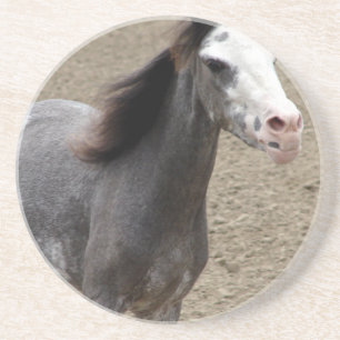 Porta-copos De Arenito Mini cavalo na classe da liberdade em uma mostra