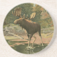 Moose Caminhando na Água