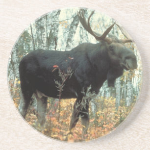 Porta-copos De Arenito Moose Forest Trees Park Animal Willife Art