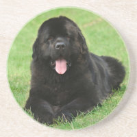 Newfoundland dog