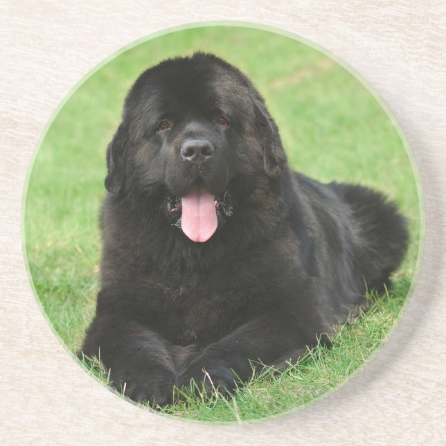 Porta-copos De Arenito Newfoundland dog (Frente)