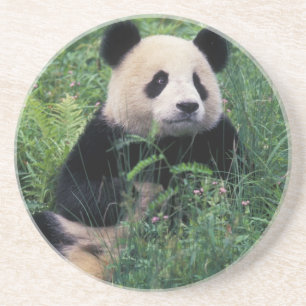 Porta-copos De Arenito Panda gigante na grama, Vale de Wolong, Sichuan