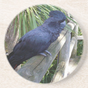 Porta-copos De Arenito Papagaio Negro australiano,