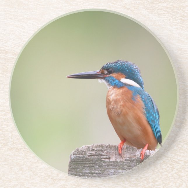 Porta-copos De Arenito Pássaro Kingfisher. (Frente)