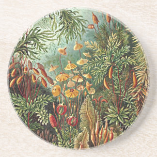 Porta-copos De Arenito Pintura De Cogumelo De Grama Haeckel Moss