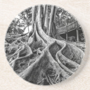 Porta-copos De Arenito Raízes maciças de seringueira