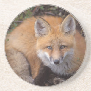 Porta-copos De Arenito raposa-vermelha, Vulpes vulpes, em cores de outono