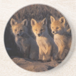 Porta-copos De Arenito raposa-vermelha, Vulpes vulpes, filhotes