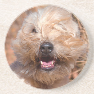 Porta-copos De Arenito Retrato de Soft Coated Wheaten Terrier