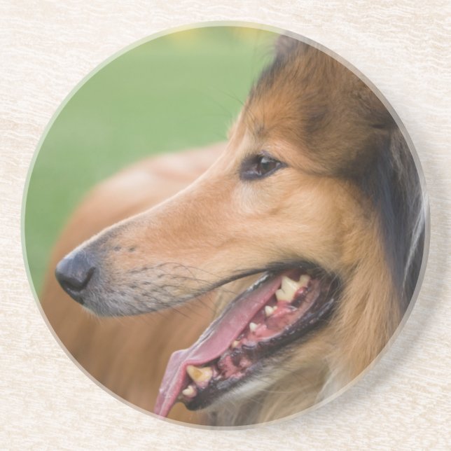 Porta-copos De Arenito Rough Collie Face (Frente)