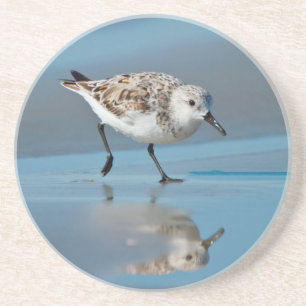 Porta-copos De Arenito Sanderling (Calidris Alba) se Alimentando na Praia