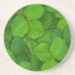 Porta-copos De Arenito Santo Basil Tulsi Green Mint Folhas
